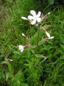 Mycí prostředky a mýdla - mydlice lékařská (saponaria officinalis)